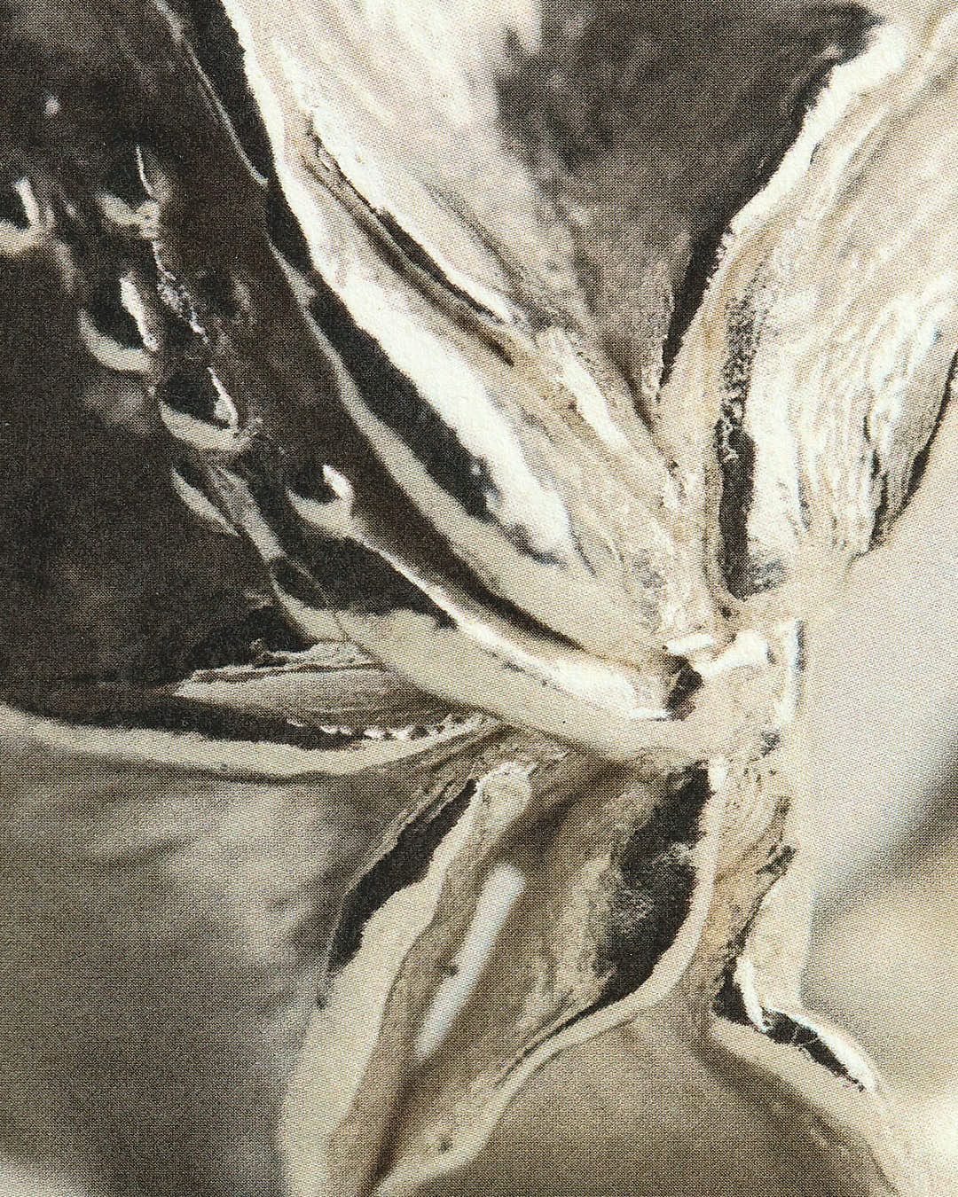Jeanette Ring