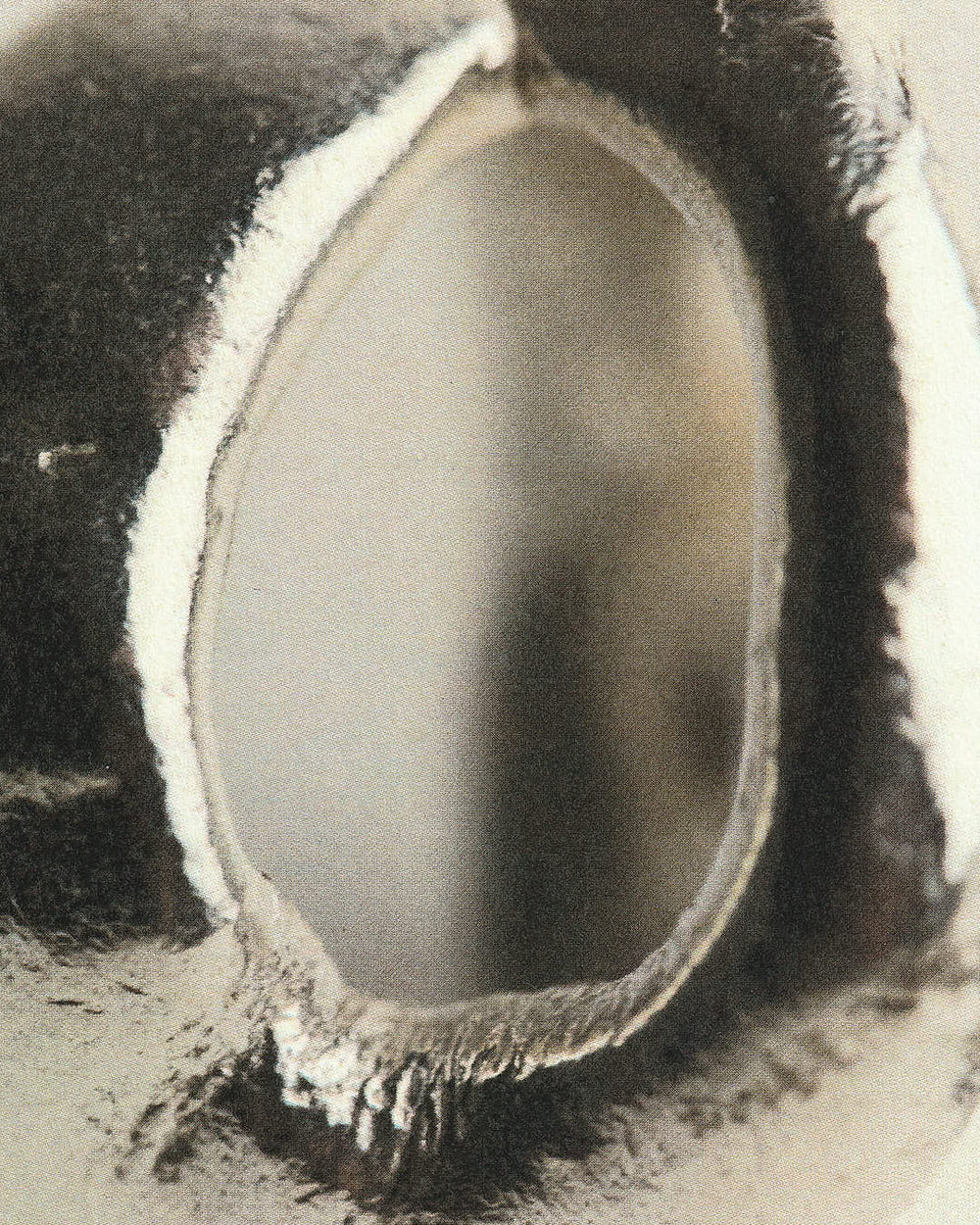 Cecilia's Ring